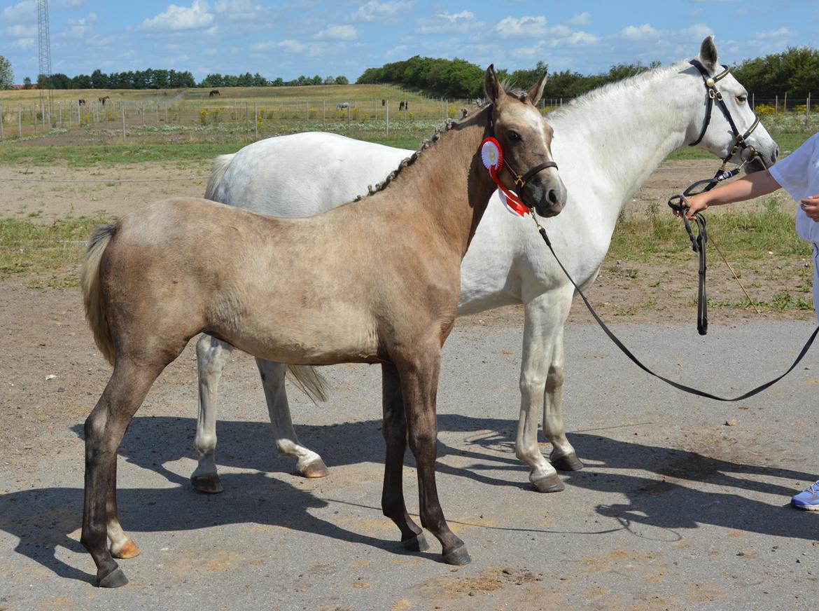 DSP Lykkebo Darleen billede 23