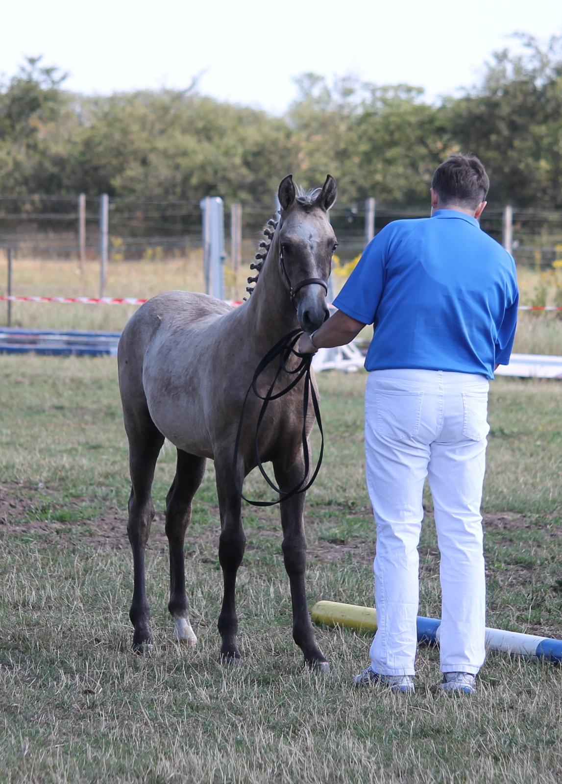DSP Lykkebo Darleen billede 24