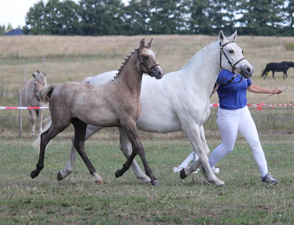 DSP Lykkebo Darleen billede 25