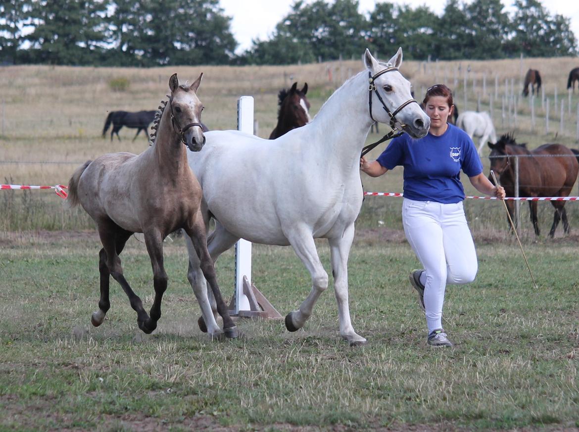 DSP Lykkebo Darleen billede 26