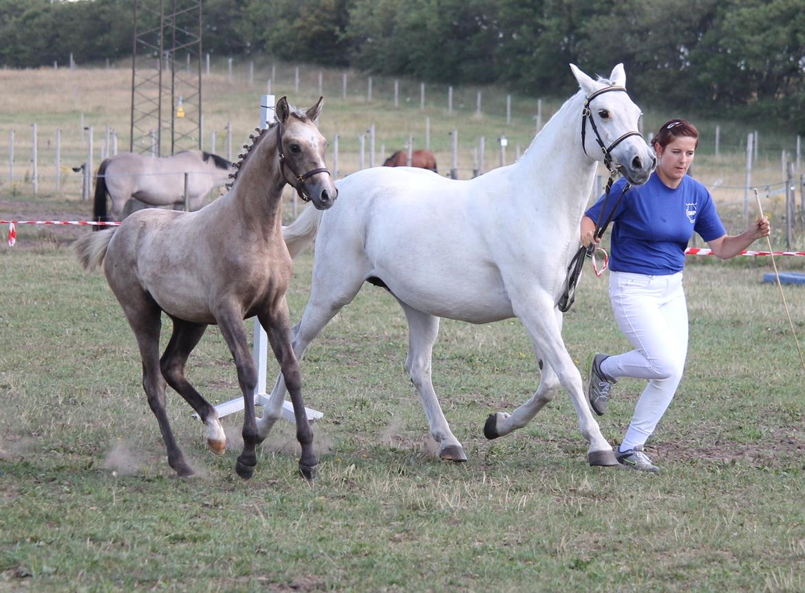 DSP Lykkebo Darleen billede 27