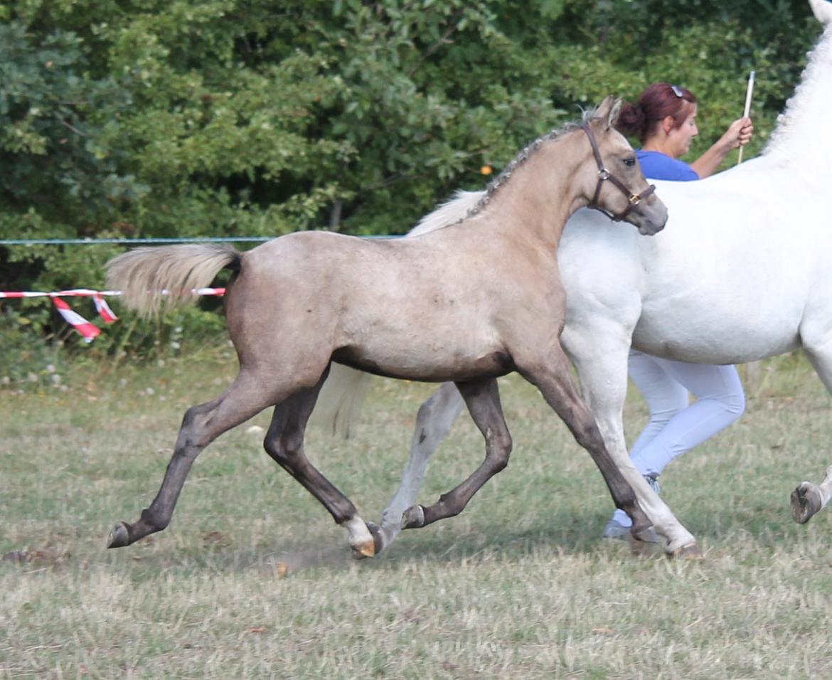 DSP Lykkebo Darleen billede 1