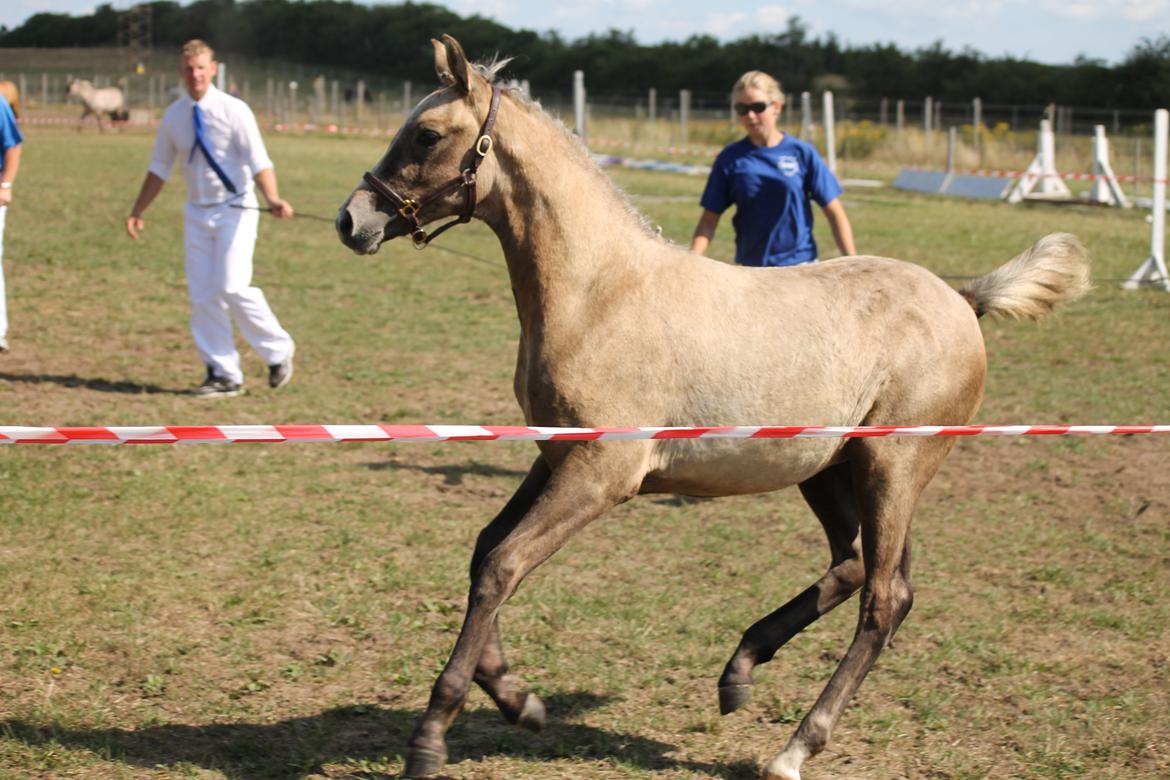 DSP Lykkebo Darleen billede 28