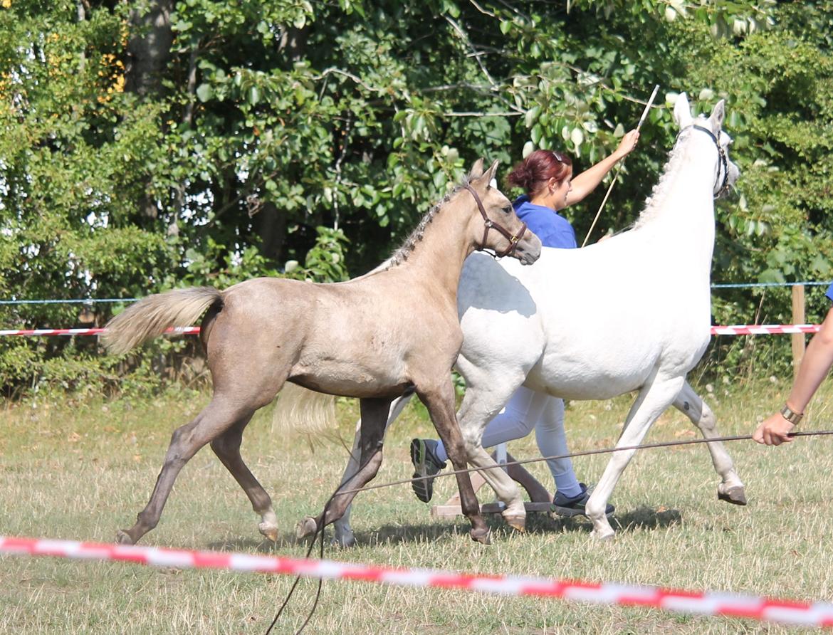 DSP Lykkebo Darleen billede 29