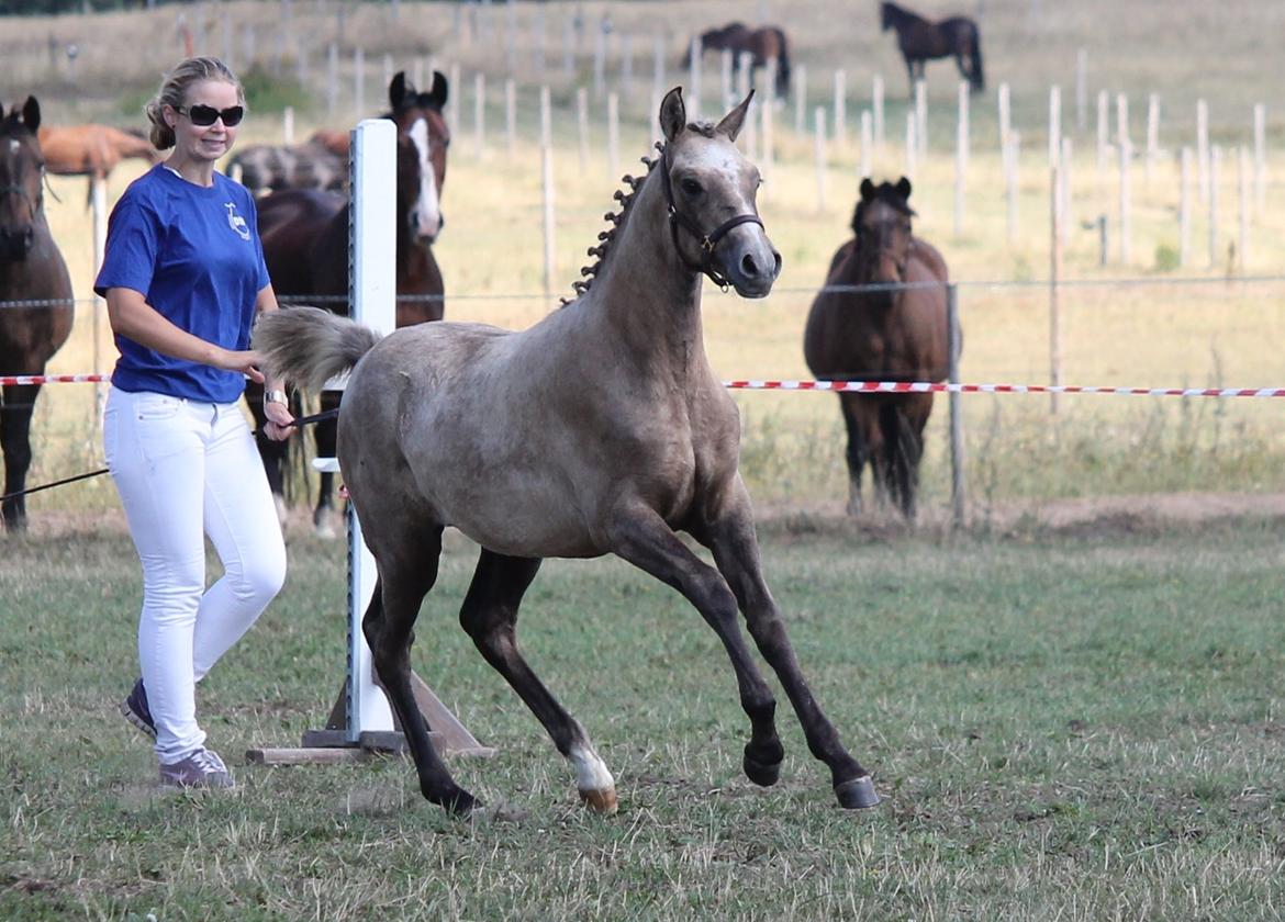DSP Lykkebo Darleen billede 30