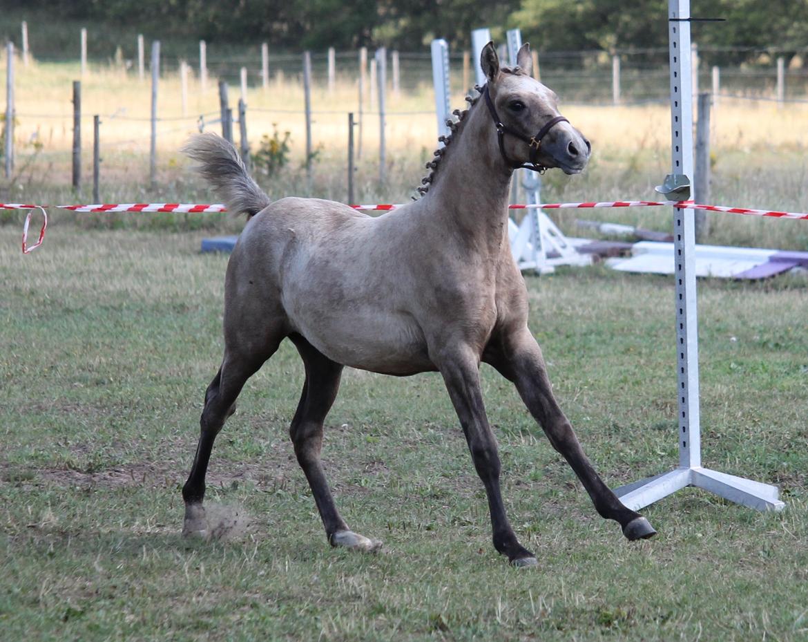 DSP Lykkebo Darleen billede 31