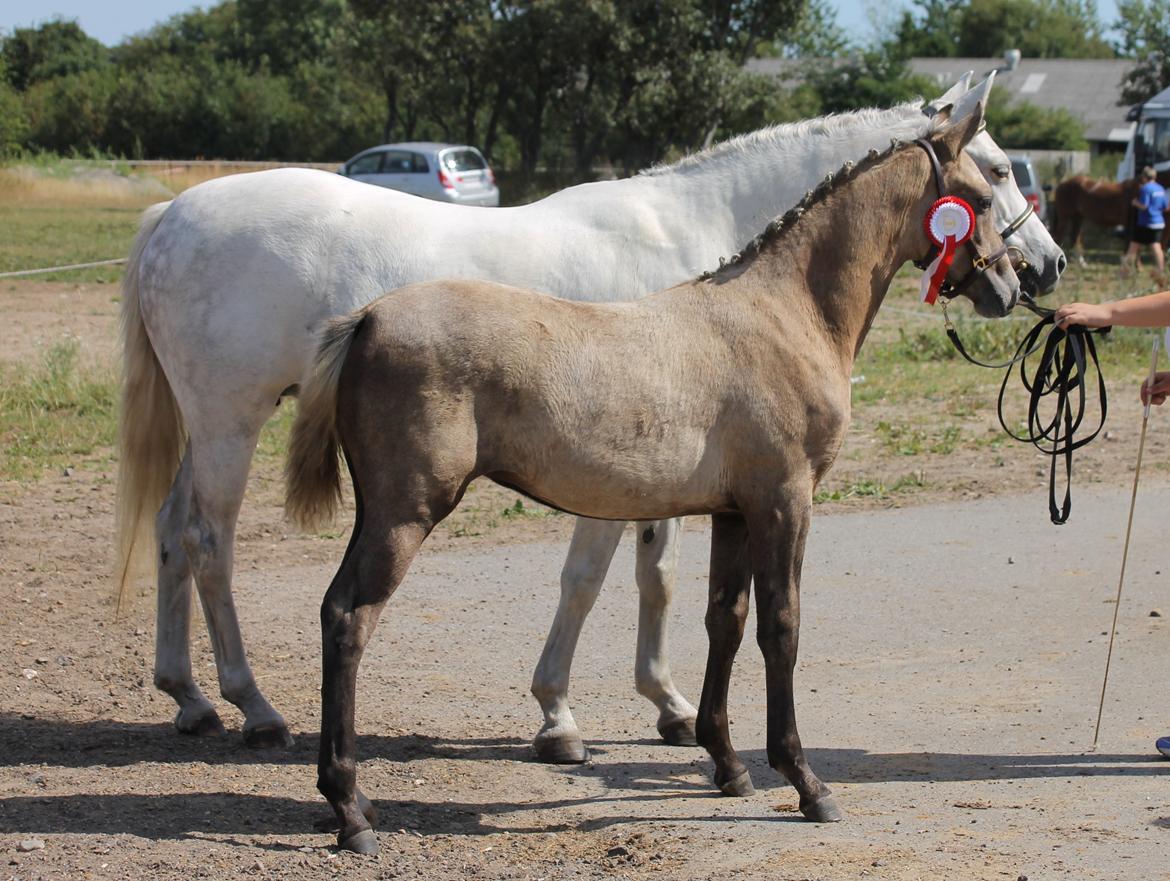 DSP Lykkebo Darleen billede 32