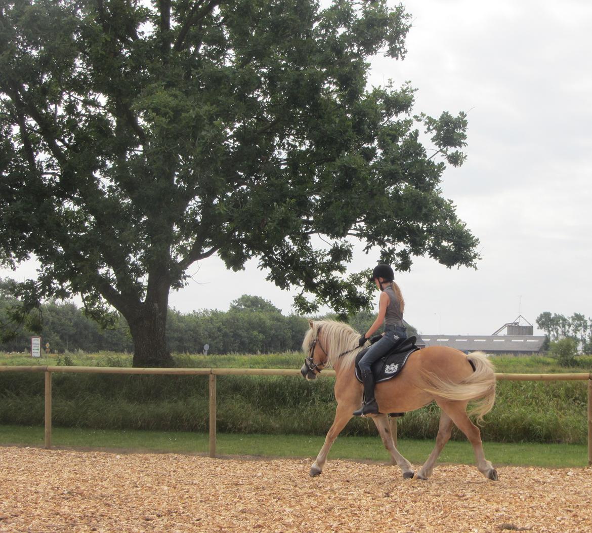 Haflinger Luna billede 13