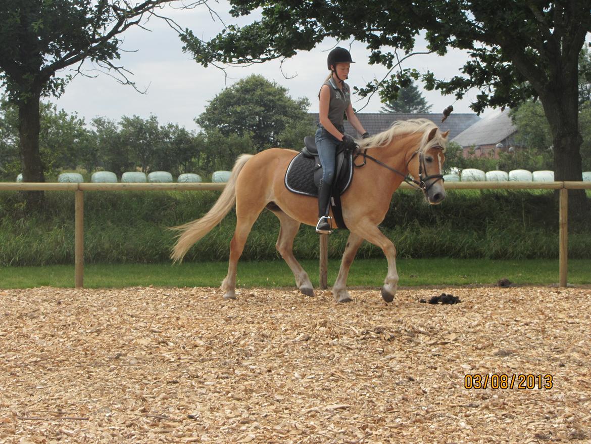 Haflinger Luna billede 9