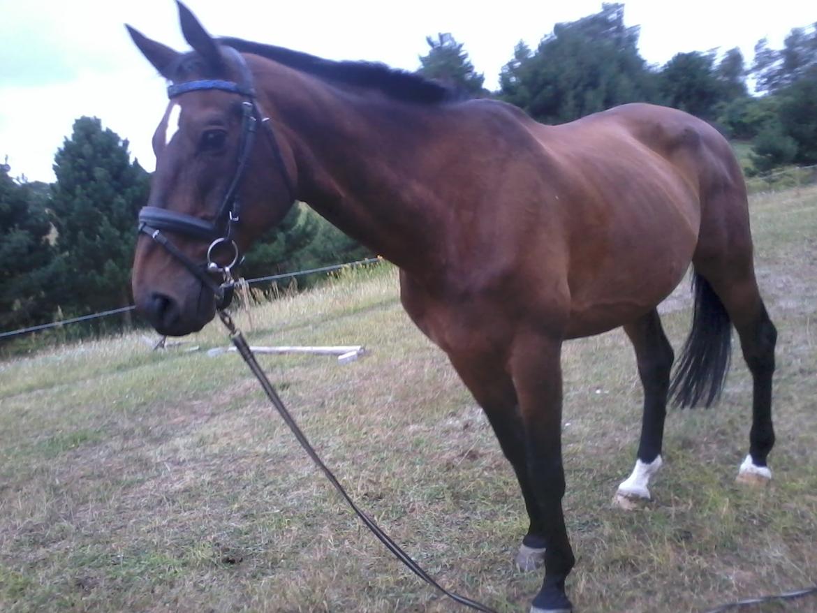 Dansk Varmblod SCHWANTE - D. 06/08-2013, første gang på banen og første gang jeg longerede ham :) billede 20