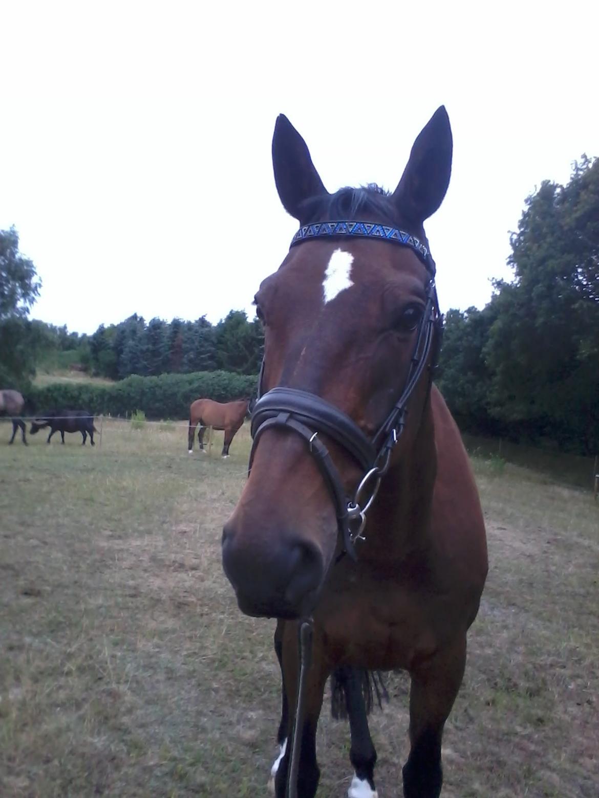 Dansk Varmblod SCHWANTE - D. 06/08-2013 min smukke dreng med trense på efter longering billede 21