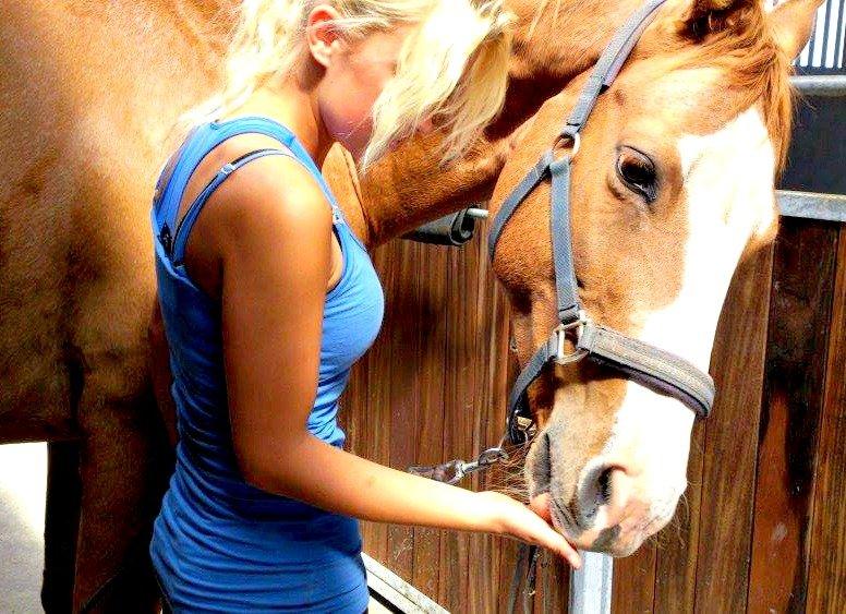 Dansk Varmblod Balthazar *Tidligere hest* - lidt belønning og forkælelse i gården flotte stald  billede 7