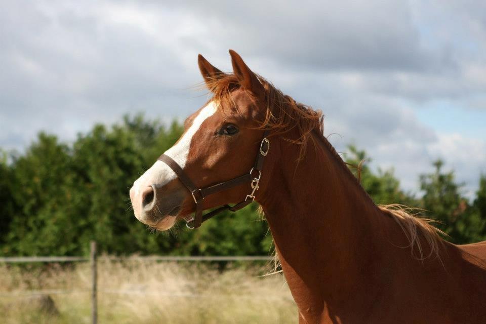 Trakehner Prince Cotta billede 1