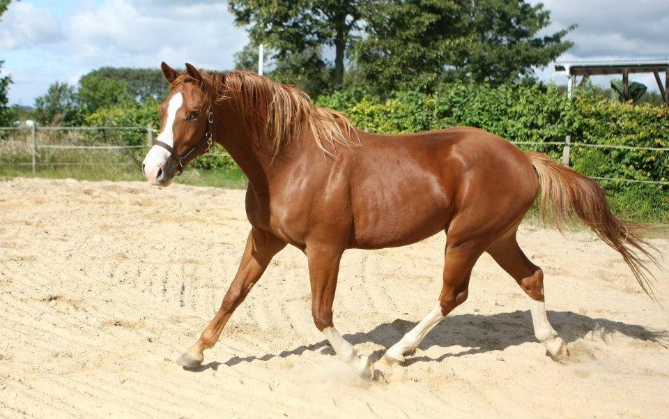 Trakehner Prince Cotta billede 3