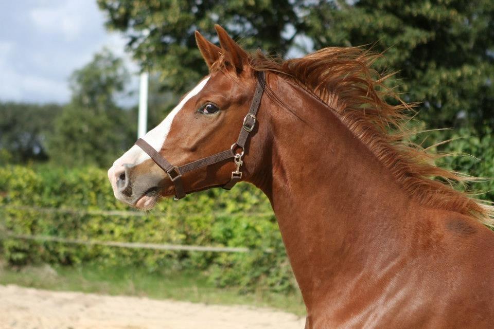 Trakehner Prince Cotta billede 4