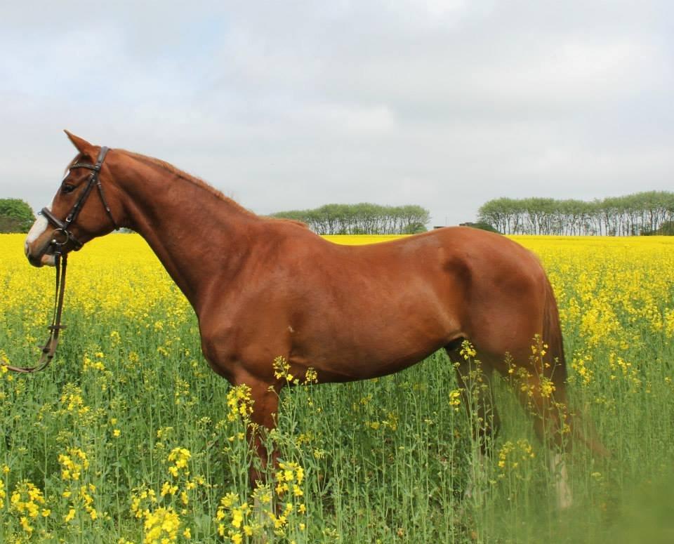 Trakehner Prince Cotta billede 2