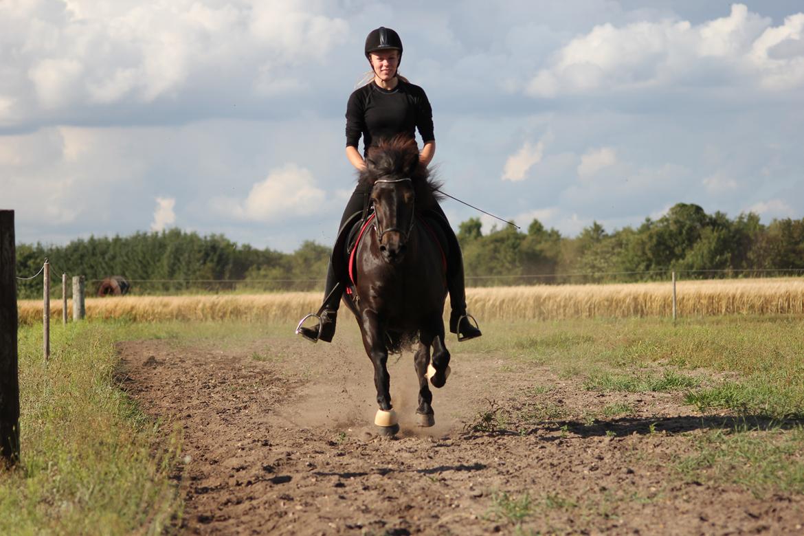 Islænder Katla fra Dejbjerg <3 - Don't follow your dreams - chase them! billede 11