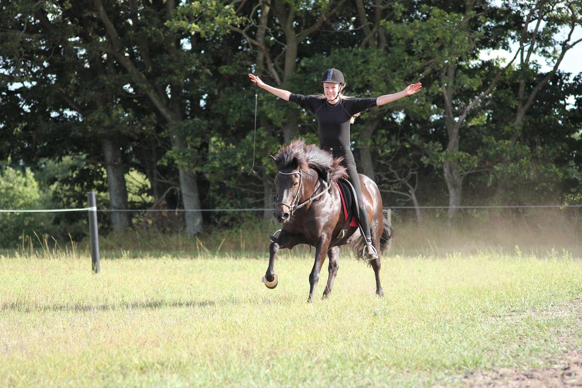 Islænder Katla fra Dejbjerg <3 - It's not the size of your horse that matters - it's how you ride it <3 billede 2