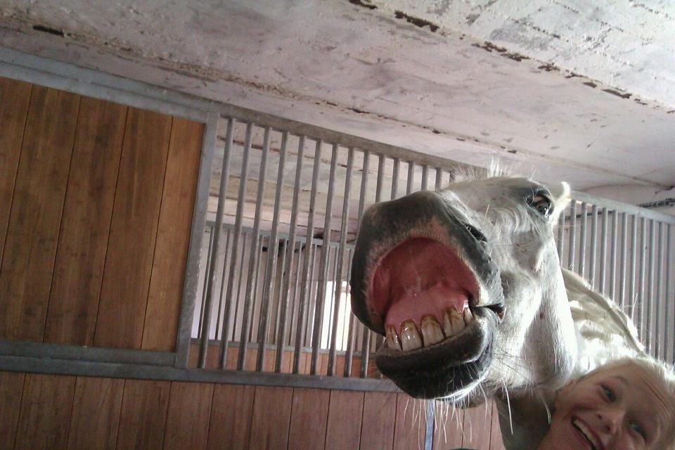 Irsk Sportspony Dynamite Silver billede 8