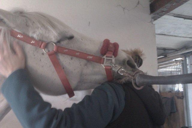 Irsk Sportspony Dynamite Silver billede 9