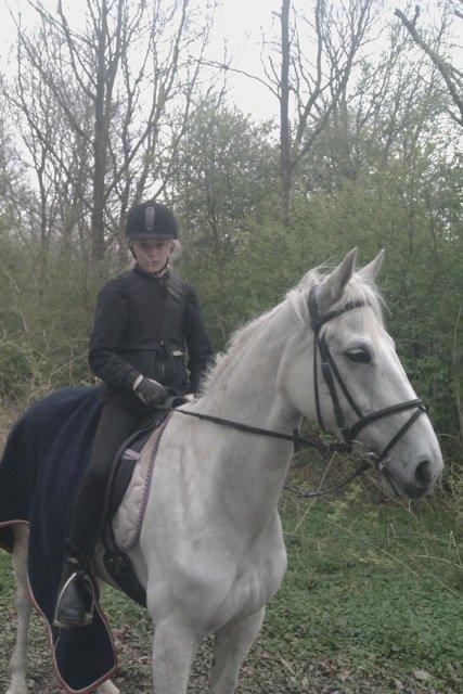 Irsk Sportspony Dynamite Silver billede 10