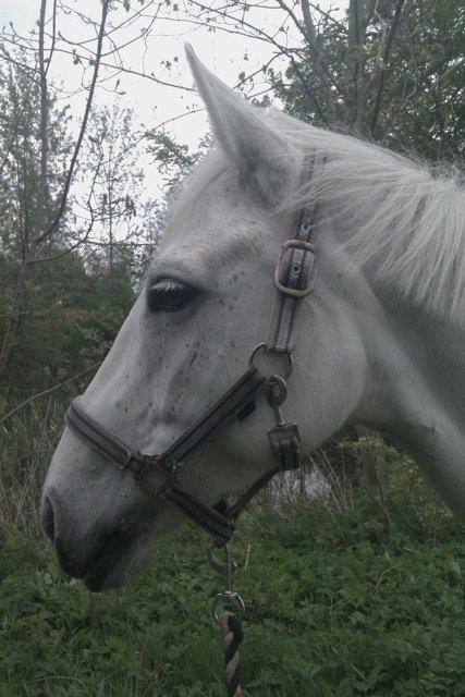 Irsk Sportspony Dynamite Silver billede 11