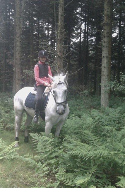 Irsk Sportspony Dynamite Silver billede 12