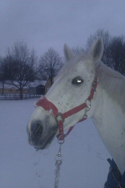 Irsk Sportspony Dynamite Silver billede 13