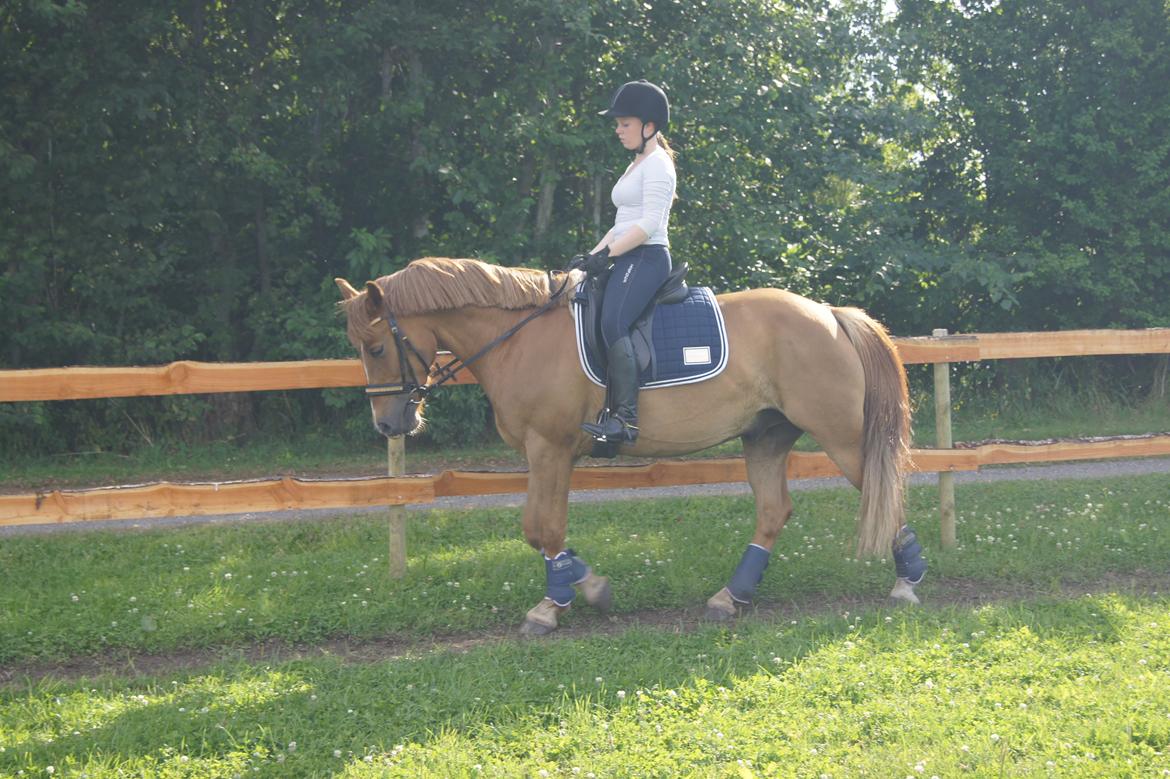 Hollandsk Sportspony Baloubet billede 17