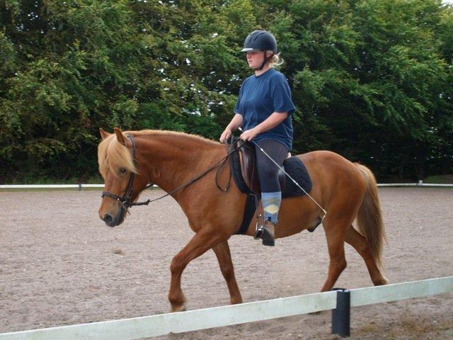 Islænder Magni fra Theilgaarden billede 6