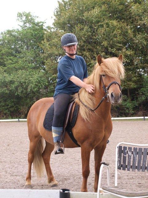 Islænder Magni fra Theilgaarden billede 7