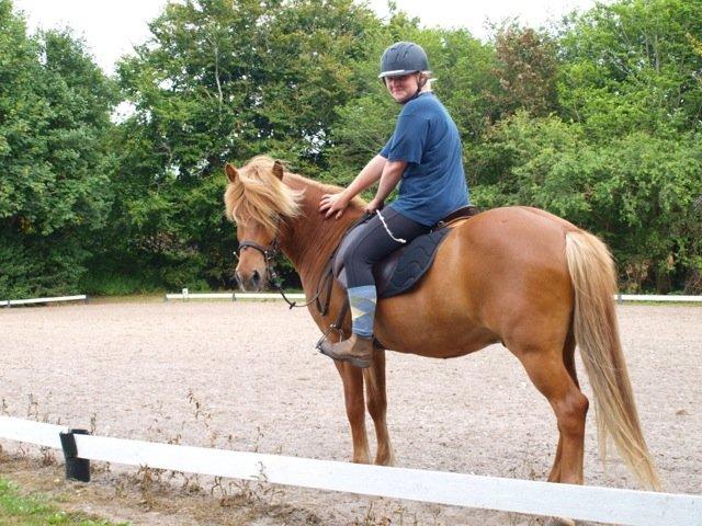 Islænder Magni fra Theilgaarden billede 8