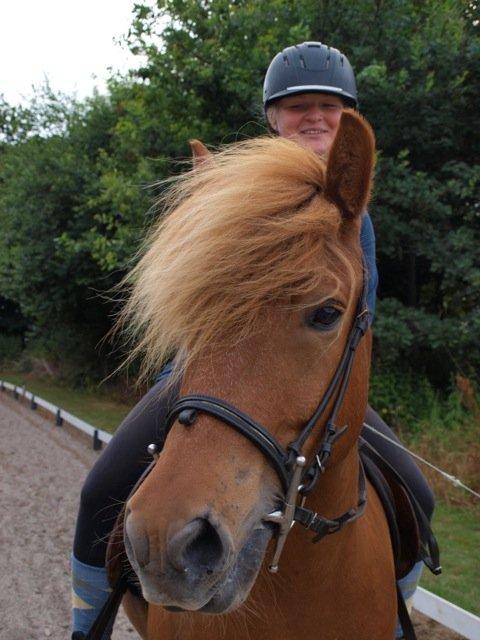 Islænder Magni fra Theilgaarden billede 9