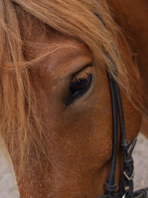 Islænder Magni fra Theilgaarden billede 10