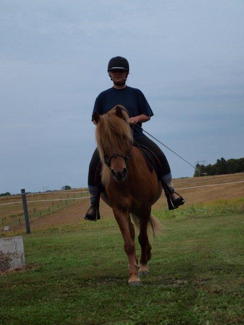 Islænder Magni fra Theilgaarden billede 11