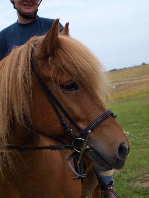 Islænder Magni fra Theilgaarden billede 12