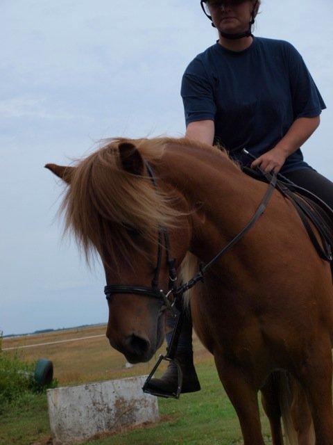 Islænder Magni fra Theilgaarden billede 13