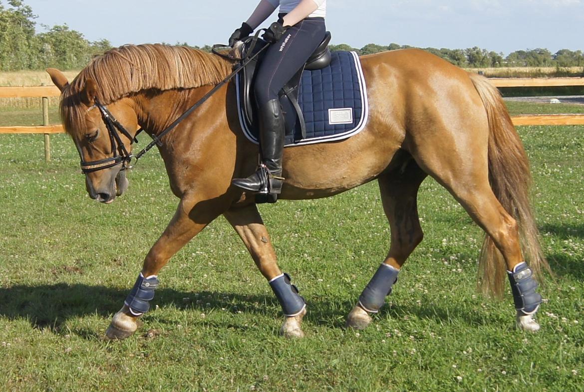 Hollandsk Sportspony Baloubet billede 14