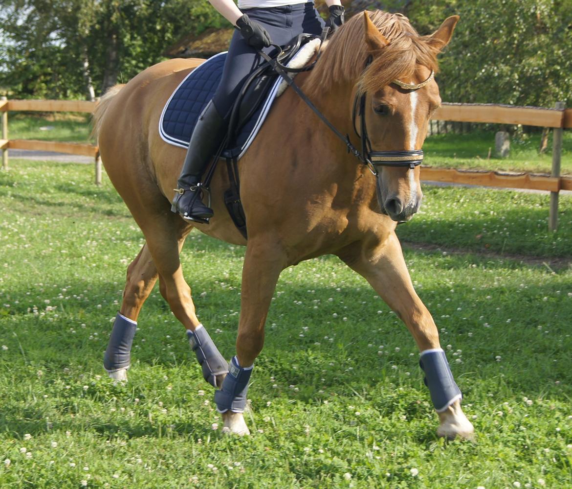 Hollandsk Sportspony Baloubet billede 18