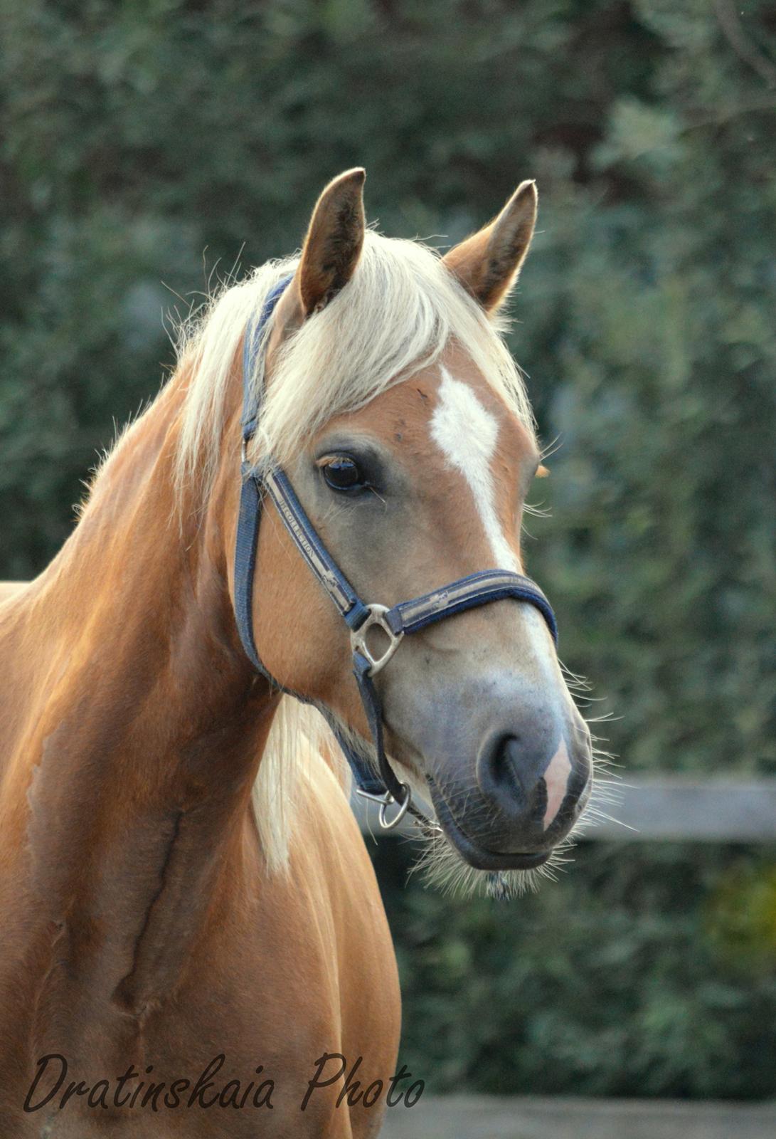 Tyroler Haflinger Minka af Brunbjerg billede 4