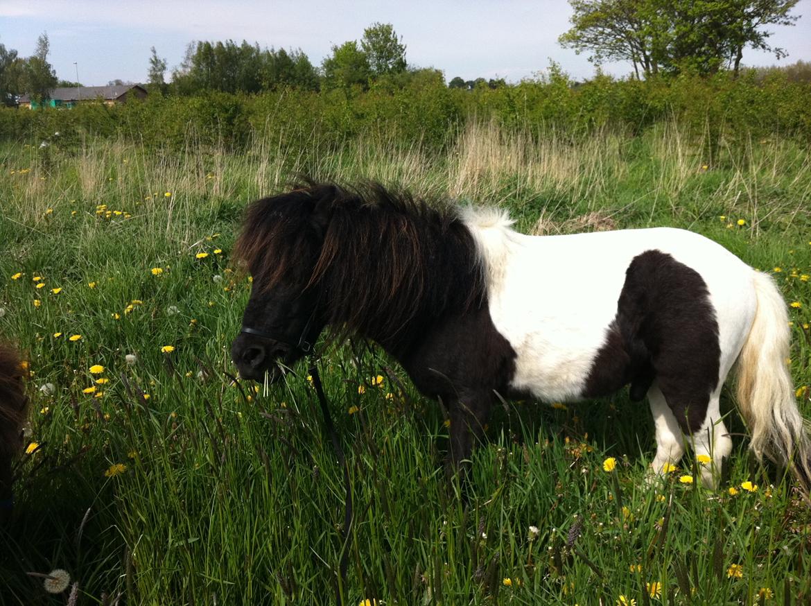 Dansk Miniature Cæsar - Min basse Cæsar gumler græs på marken:-) billede 1