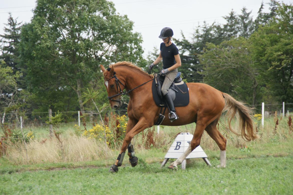 Dansk Varmblod Stidsholts Brad - 6. august 2013
Galop billede 9