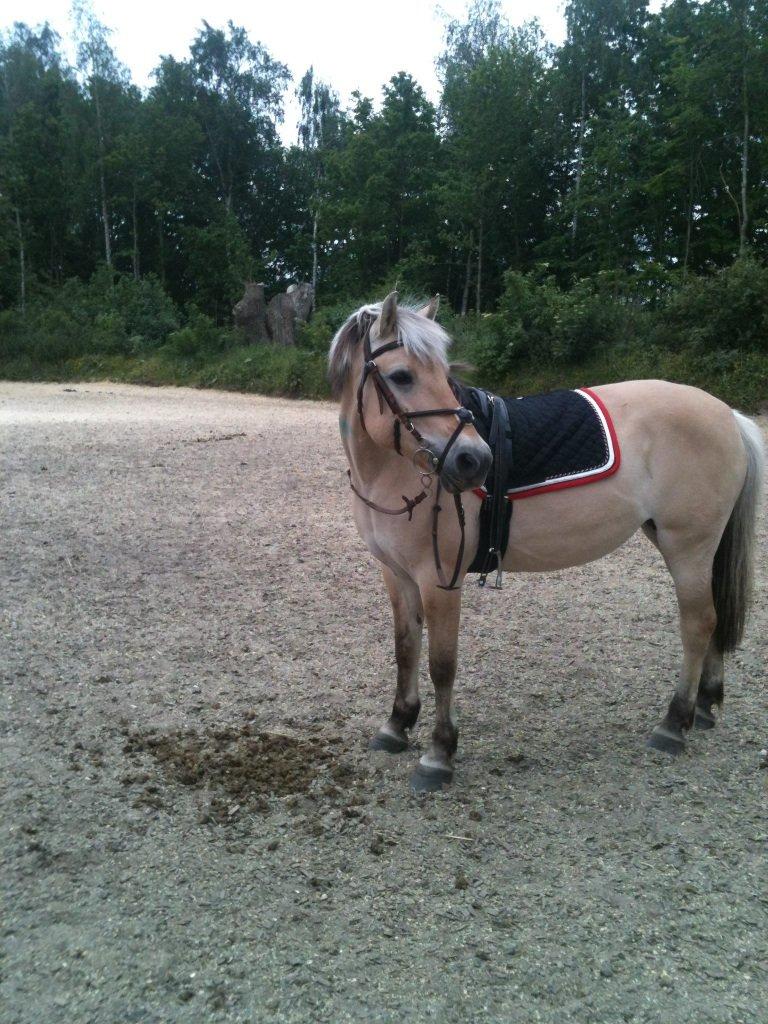 Fjordhest fjordbakkens rikke (frigga) (R.I.P) billede 20