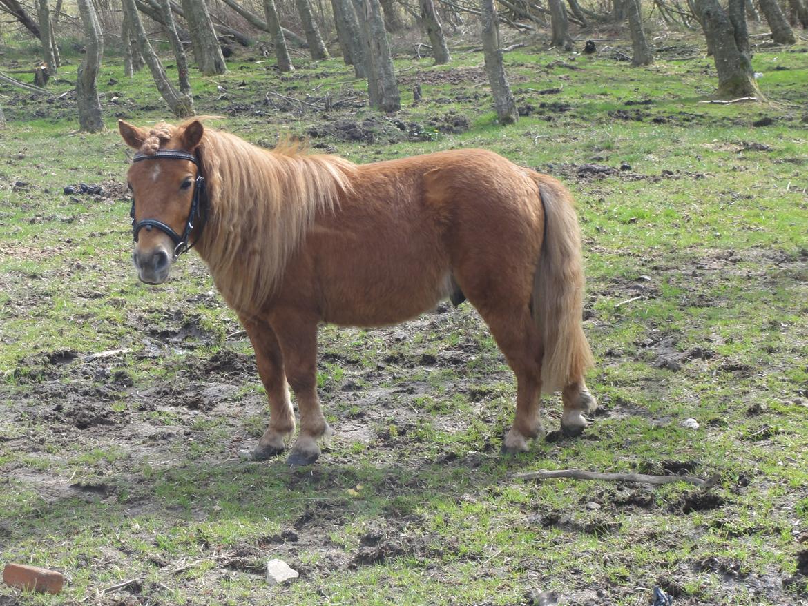 Anden særlig race abbie - ja Abbie har fotogen billede 5