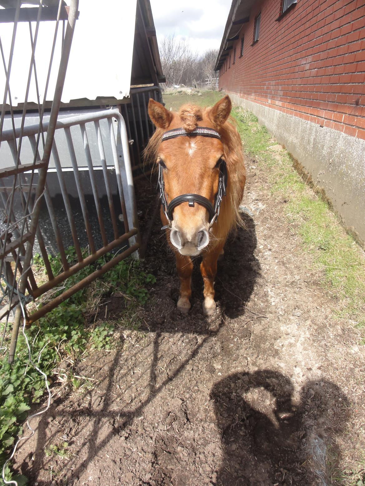 Anden særlig race abbie billede 8