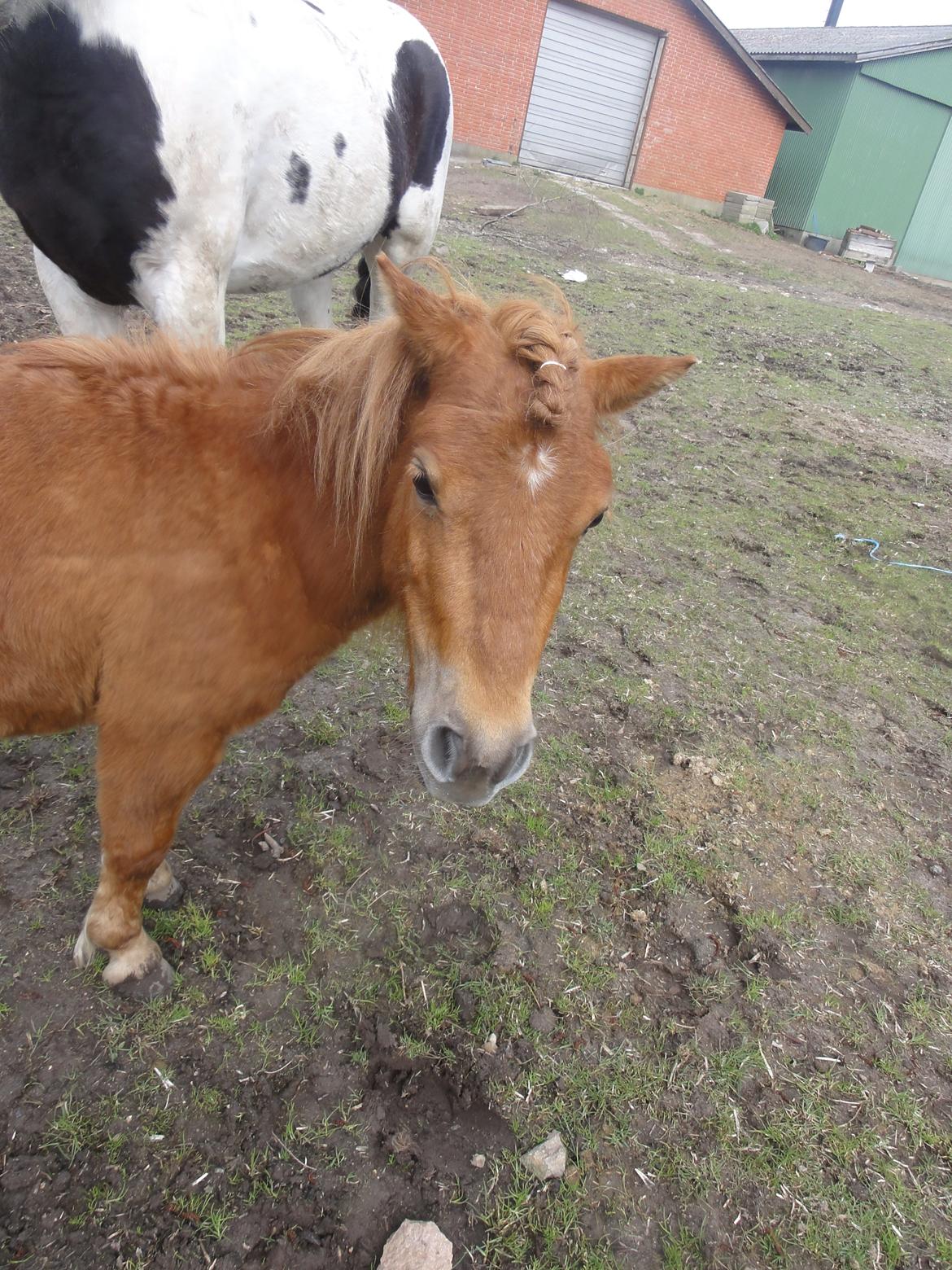 Anden særlig race abbie billede 10