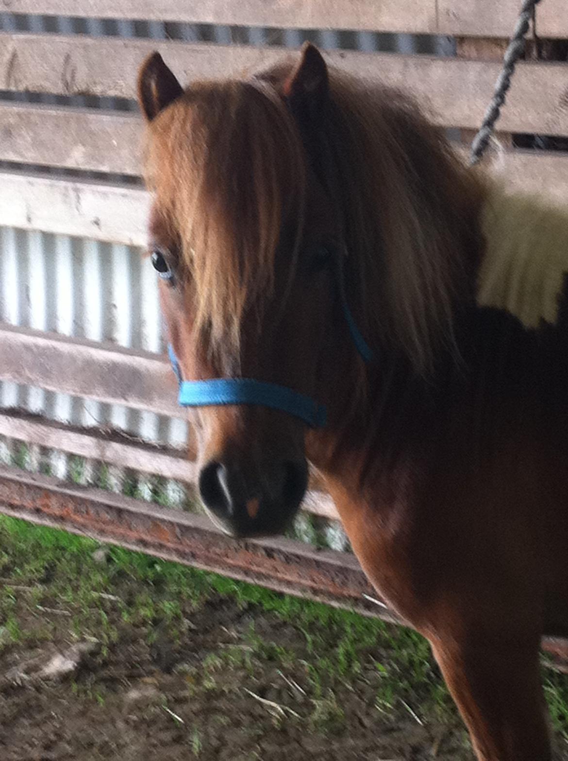 Dansk Miniature Rosa - Lille Rosa billede 2