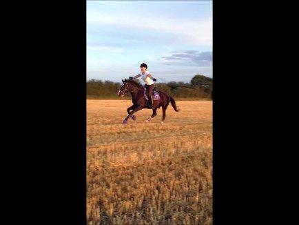 Anden særlig race Bertil - Bertil og jeg, galop på stubmark august 2013. billede 13