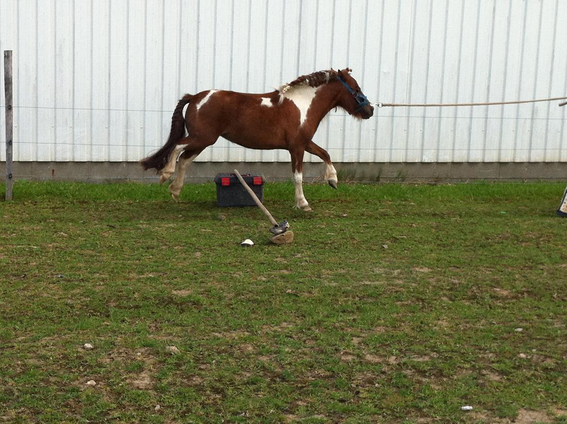 Dansk Miniature Rosa - Hop i galop:-) billede 8