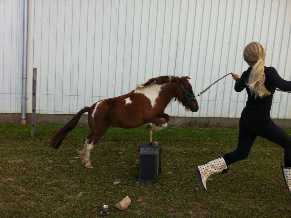 Dansk Miniature Rosa - En god lille spring tøs:-) billede 9